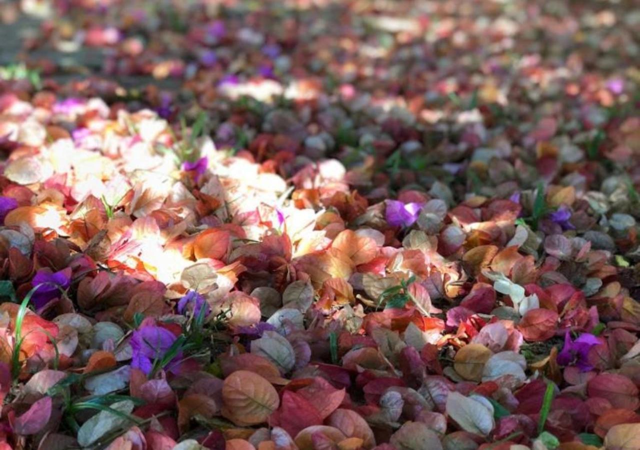 Pousada Halliny Do Rosa 普腊亚罗萨 外观 照片