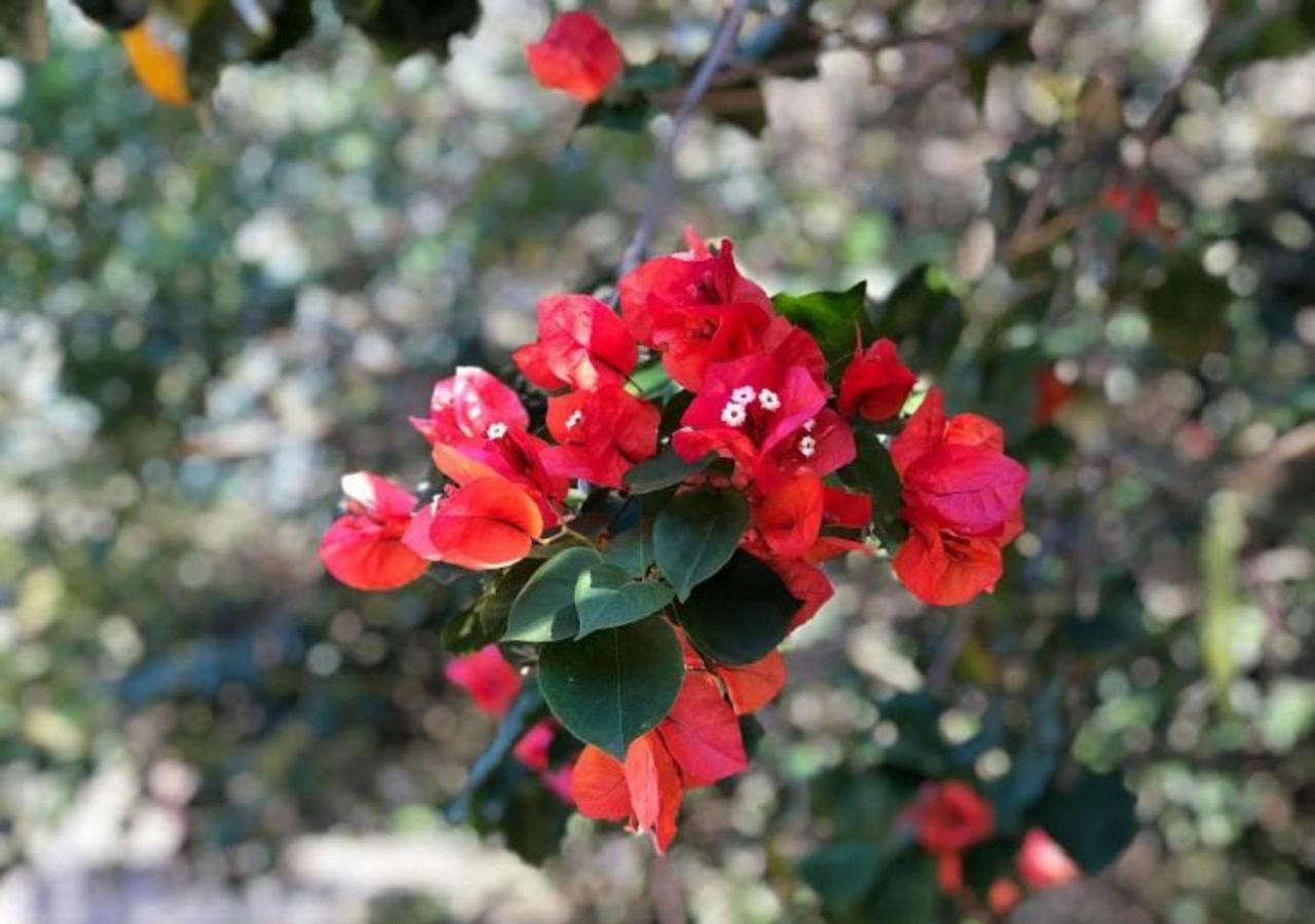 Pousada Halliny Do Rosa 普腊亚罗萨 外观 照片